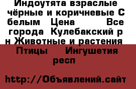 Индоутята взраслые чёрные и коричневые С белым › Цена ­ 450 - Все города, Кулебакский р-н Животные и растения » Птицы   . Ингушетия респ.